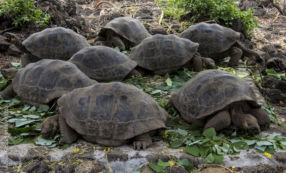 Baby Giant Tortoises, Galapagos