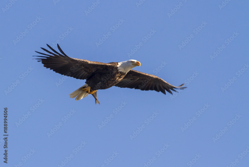 Fototapeta premium Bald eagle (Haliaeetus leucocephalus) in blue sky with a caught fish, Mississippi River, Iowa