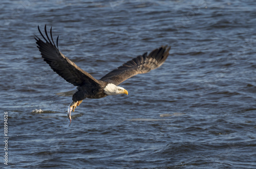 Bald eagle  Haliaeetus leucocephalus  hunting fish at Mississippi River  Iowa  USA