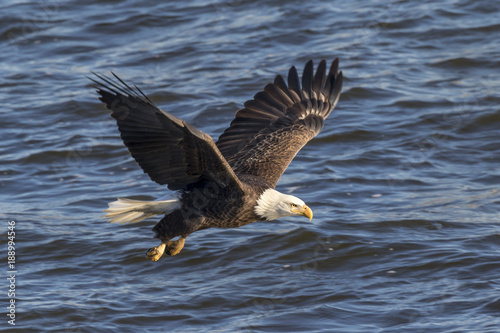 Bald eagle (Haliaeetus leucocephalus) flying over water, Mississippi River, Iowa
