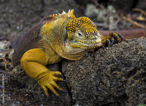 Land Iguana  Galapagos