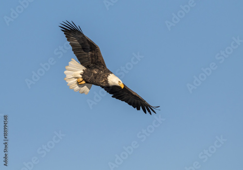 Bald eagle (Haliaeetus leucocephalus) flying in blue sky, Iowa, USA
