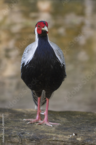 Image of Silver Pheasant(Lophura nycthemere) on nature background. Poultry, Animals. photo