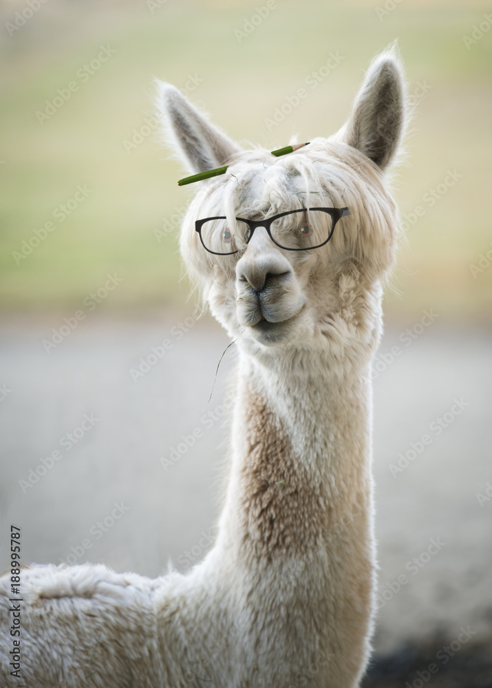 Funny alpaca with reading glasses and colored pencil in hair Stock Photo |  Adobe Stock