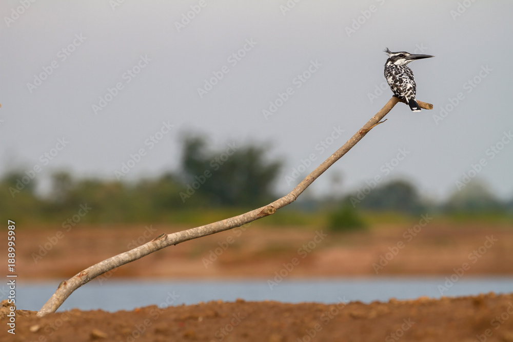 Pied Kingfisher perched on a branch Pied Kingfisher perched on a branch