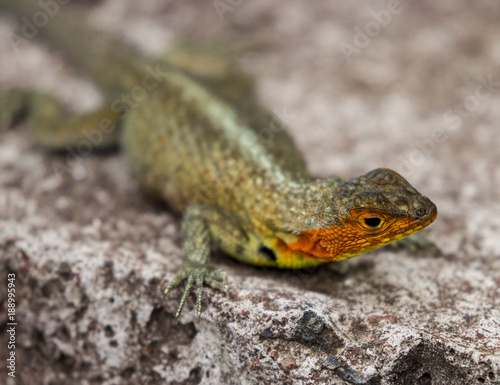 Lavalizard, Galapagos