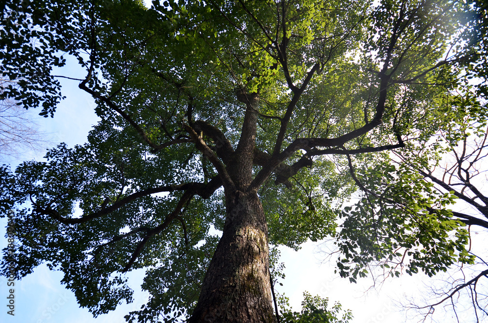 Fototapeta premium Green leave of tree