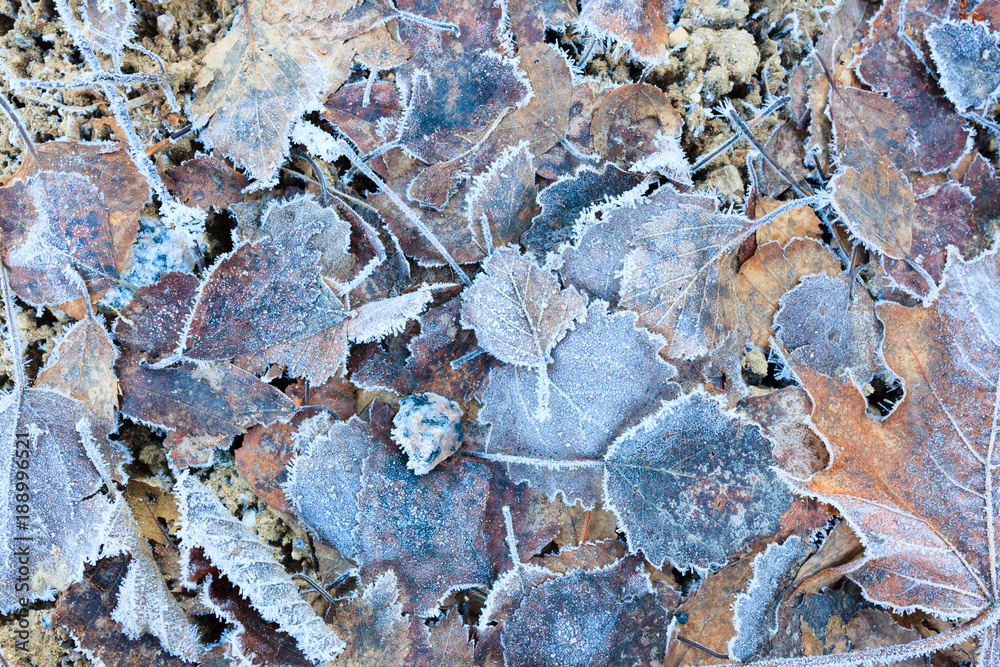 Frozen autumn leaves on ground close-up