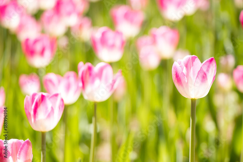 Fototapeta Naklejka Na Ścianę i Meble -  Pink color blooming tulip flower on garden background