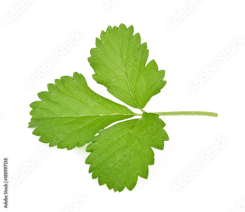 strawberry leaf isolated on white background