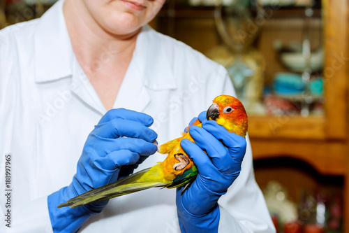 Veterinarian doctor is making a check up of a parrot. Veterinary