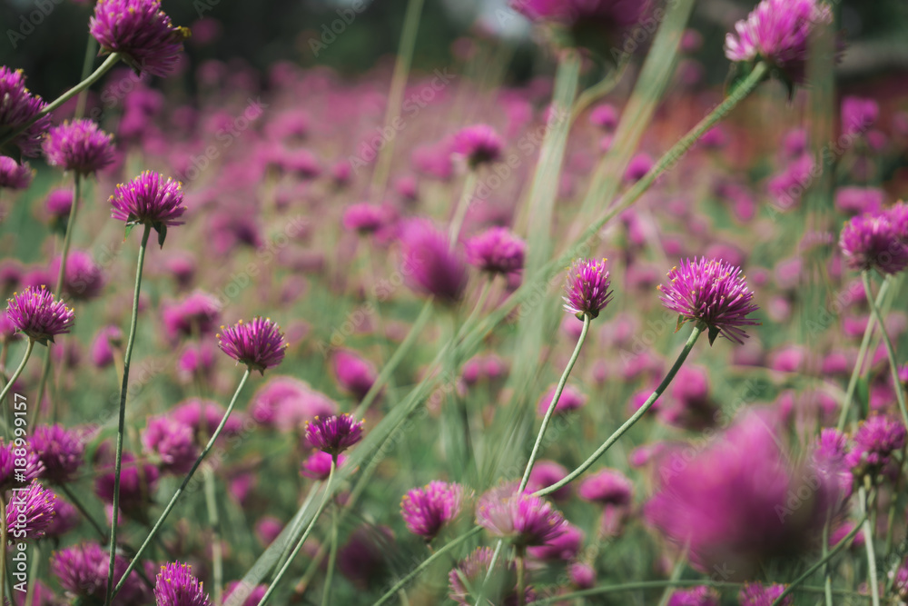 Close up of pink Gomphrena flower or Gomphrena globosa in the field.