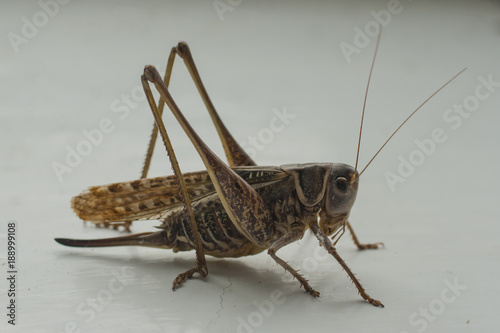 A large specimen of locusts. Grasshopper close-up. The female locust.