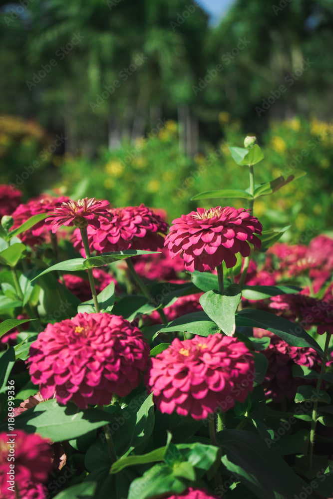 Violet zinnia flower with leave in the garden. Violet zinnia flower with leave in the garden.