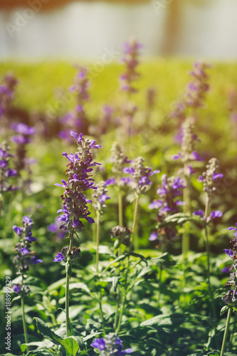 Close Up of lavender flowers on the field near the pond in the garden.