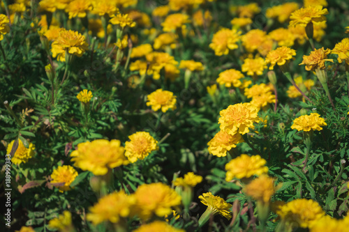 Yellow marigold meadow in the park.