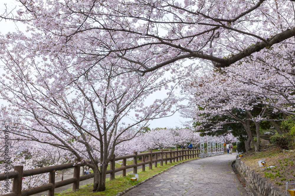 桜満開の須磨浦公園、神戸市須磨区にて