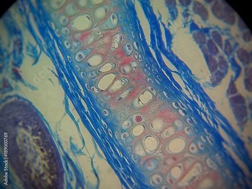 Histological blade of cartilaginous tissue stained in Mallory forming a beautiful pattern with vivid colors.