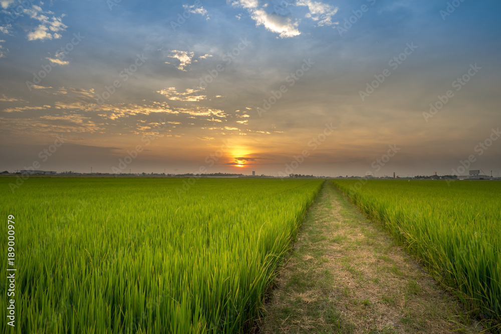 The panoramic view of the rice field at the moment of sunset with beautiful color of sky.