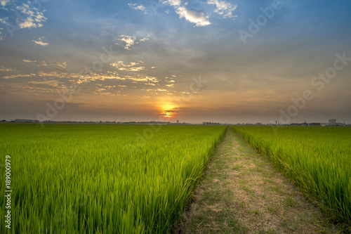 The panoramic view of the rice field at the moment of sunset with beautiful color of sky.