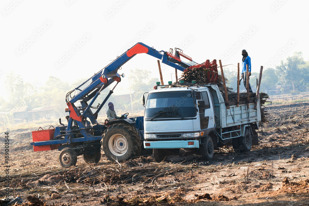 sugarcane truck transportation harvest in the plantation