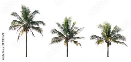 three palm tree isolate on white background