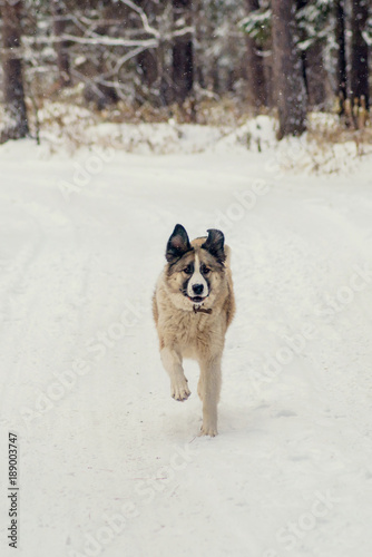 German Shepherd Dog running with stick in mouth down snow covered trail in woods © malykalexa777