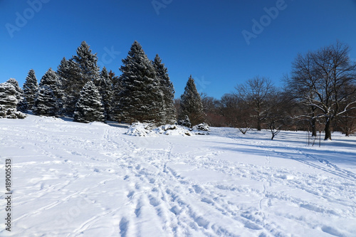 Beautiful winter nature background. Winter sunny day landscape with clear blue sky over spruces and trees in a park and footprints on a fresh snow cover on a foreground.