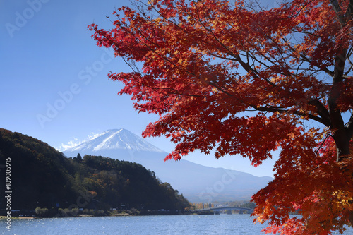 富士山と紅葉 © 茂樹 松本