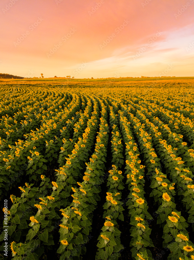 A vibrant field of sunflowers at sunrise 