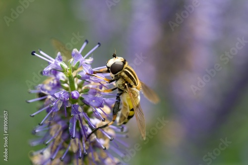 gemeine Sumpfschwebfliege (Helophilus pendulus) auf Lavendel photo