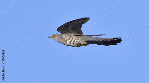 Common cuckoo (Cuculus canorus) photo