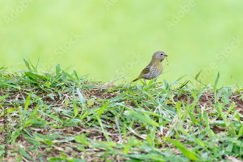 Little bird holding branch to make a nest photo