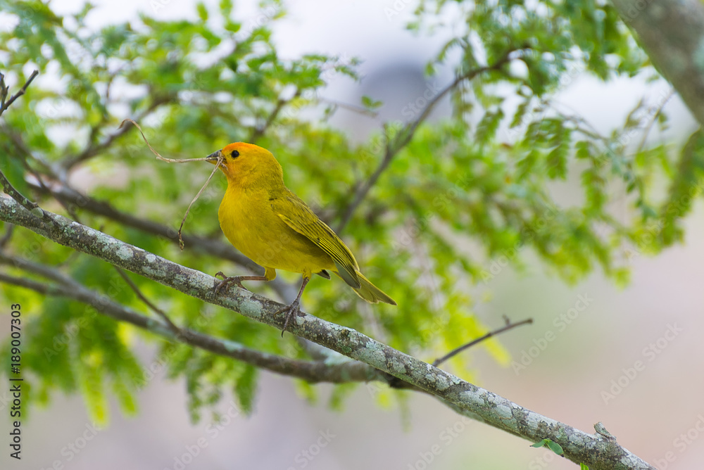 Small bird holding branch with the beak Small bird holding branch with the beak