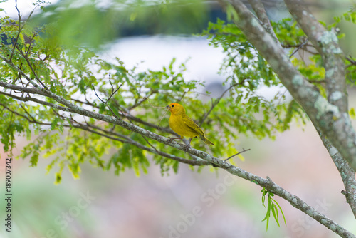 Small bird holding branch with the beak