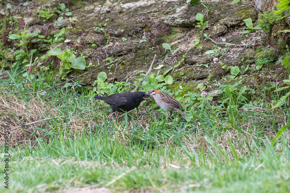 The rufous collared sparrow feeding the shiny cowbird The rufous collared sparrow feeding the shiny cowbird