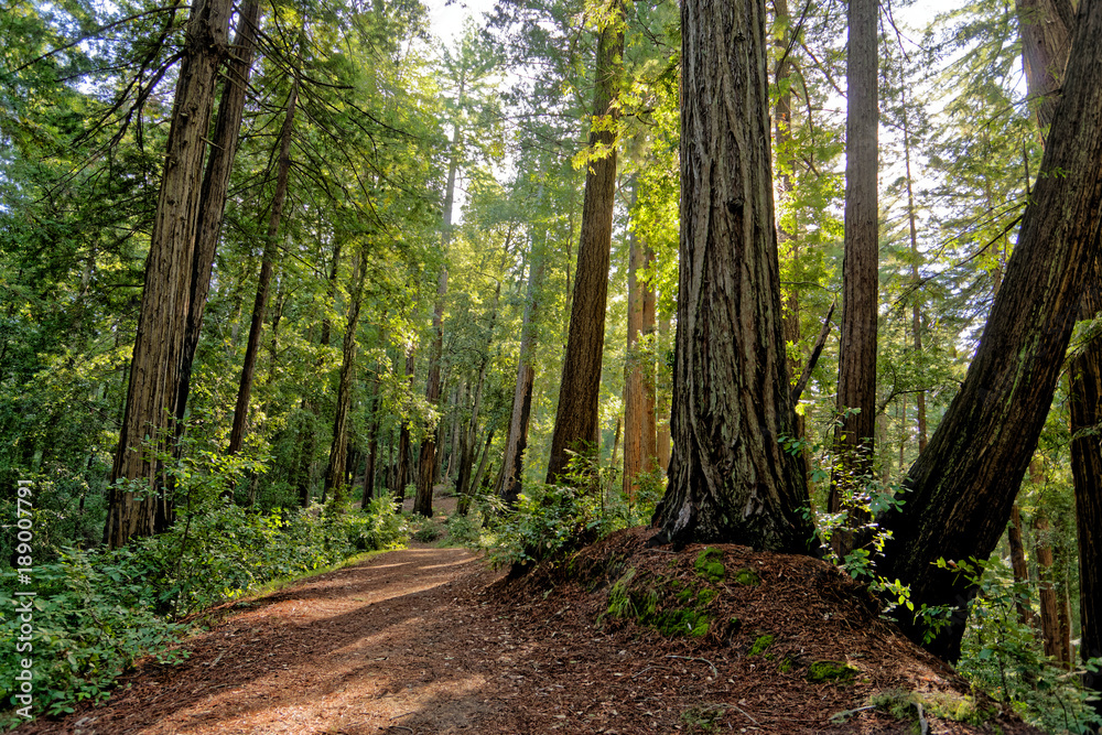 Fototapeta premium forest at big basin redwoods state park