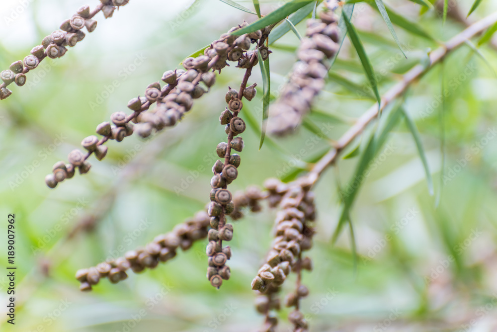 Naklejka premium Seeds of the creek or weeping bottlebrush