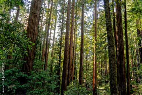 forest at big basin redwoods state park