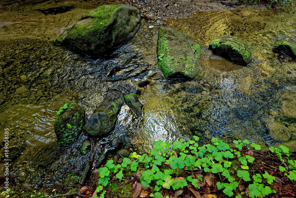 moist river in redwoods park at raining season