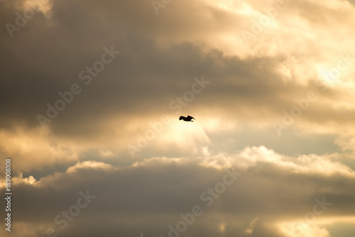 Black crowned bird flying with sky as background photo