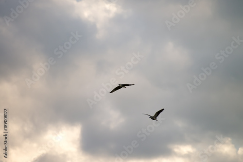 Black crowned bird flying with sky as background © vbjunior