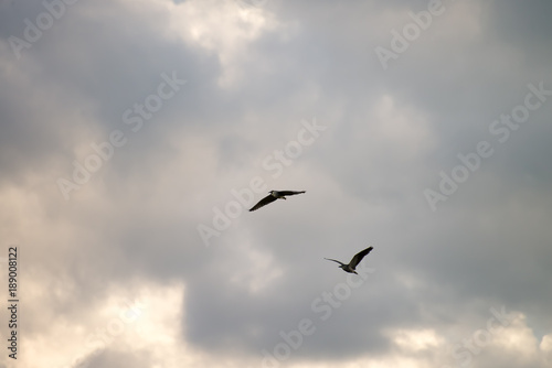 Black crowned bird flying with sky as background