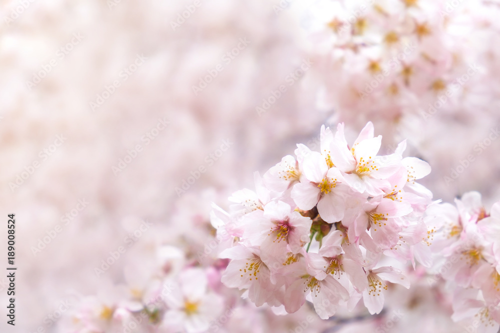 Sakura cherry blossom flower bloom in spring season. Vintage sweet soft tone. Sakura cherry blossom flower bloom in spring season. Vintage sweet soft tone.