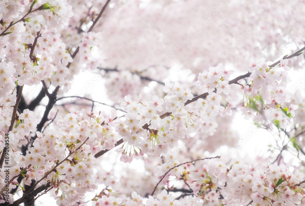 Sakura or cherry blossom spring flower full bloom in season. Sakura or cherry blossom spring flower full bloom in season.