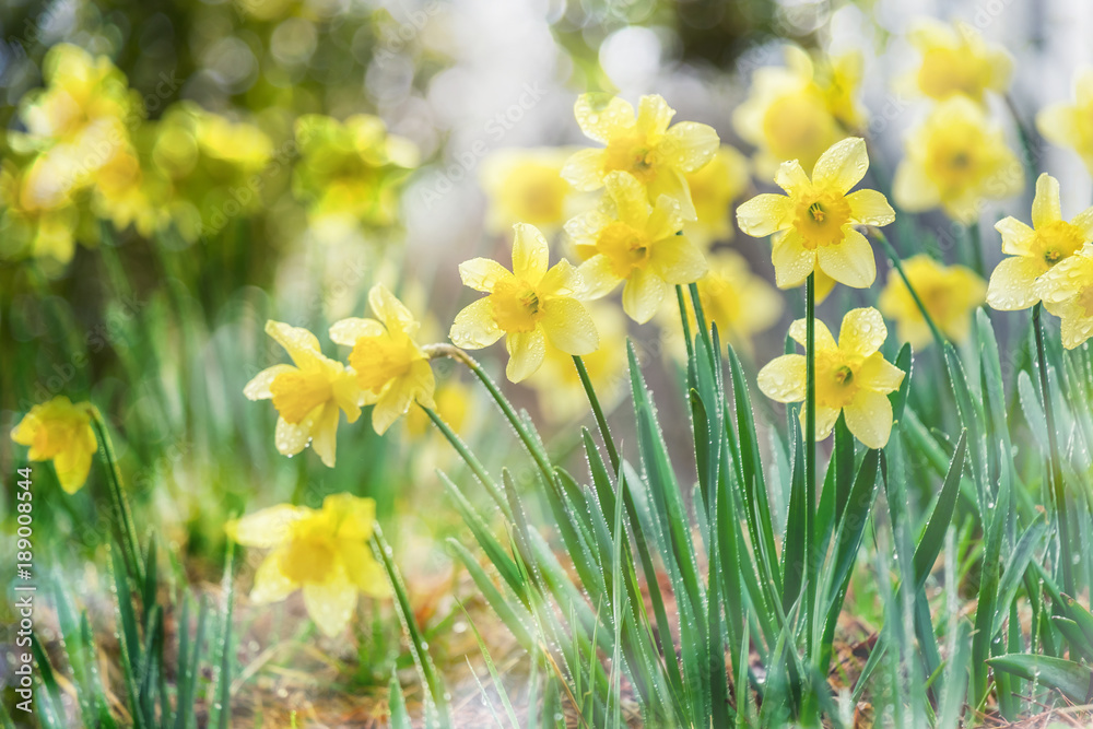 Spring flower yellow Daffodil Narcissus full bloom in season with natural bokeh background. Spring flower yellow Daffodil Narcissus full bloom in season with natural bokeh background.