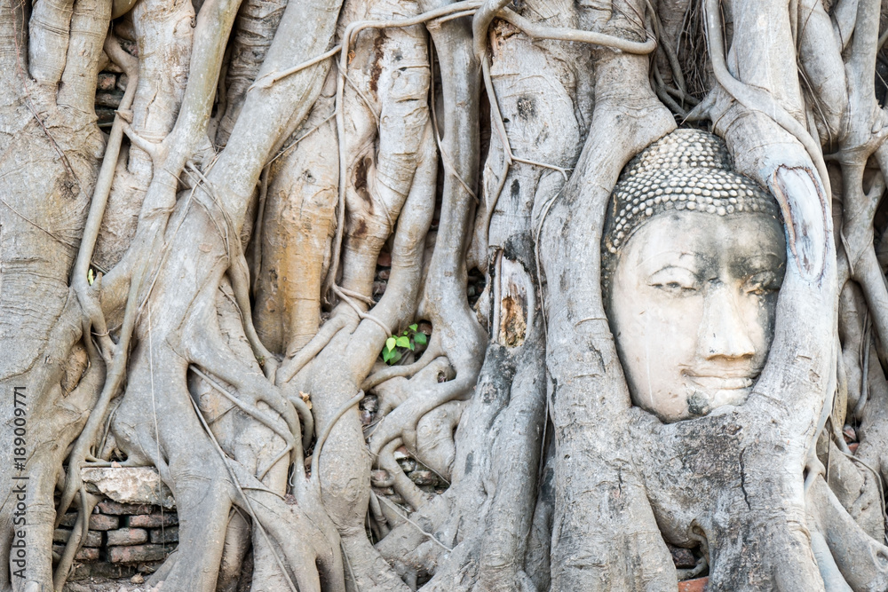 buddha Head in tree root at wat mahathat ,Ayutthaya Historical Park ,Thailand .
