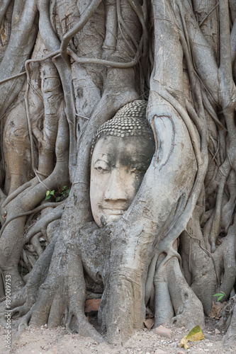 buddha Head in tree root at wat mahathat  Ayutthaya Historical Park  Thailand .