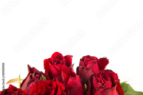 Border of fresh Beautiful red garden roses isolated on white background. Greeting card with a red roses and space for text using as love  valentine day concept   Wedding card.