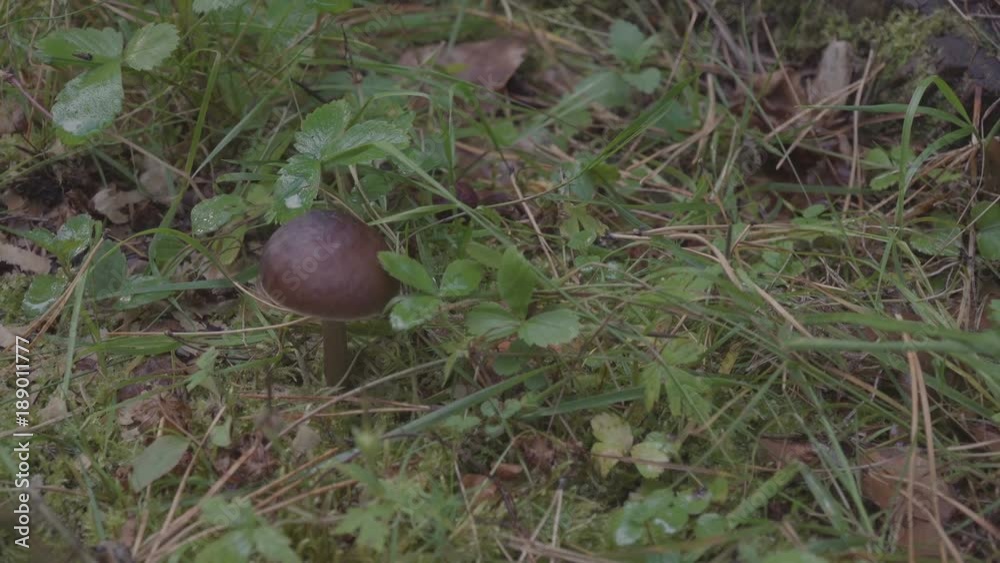 Mushrooms in the forest Mushrooms in the forest